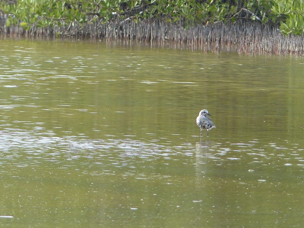 Black-bellied Plover - ML641910491