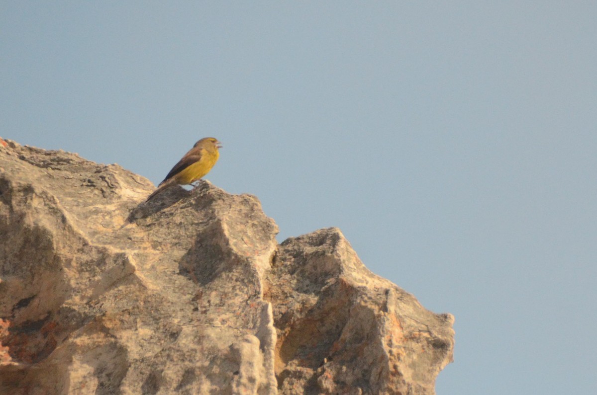 Cape Siskin - ML641910500