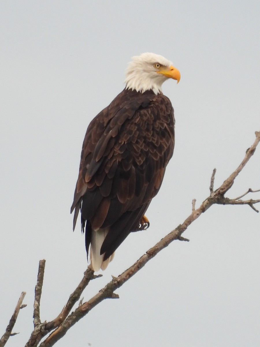 Bald Eagle - ML641910501