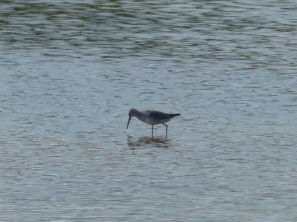 Stilt Sandpiper - ML641910502