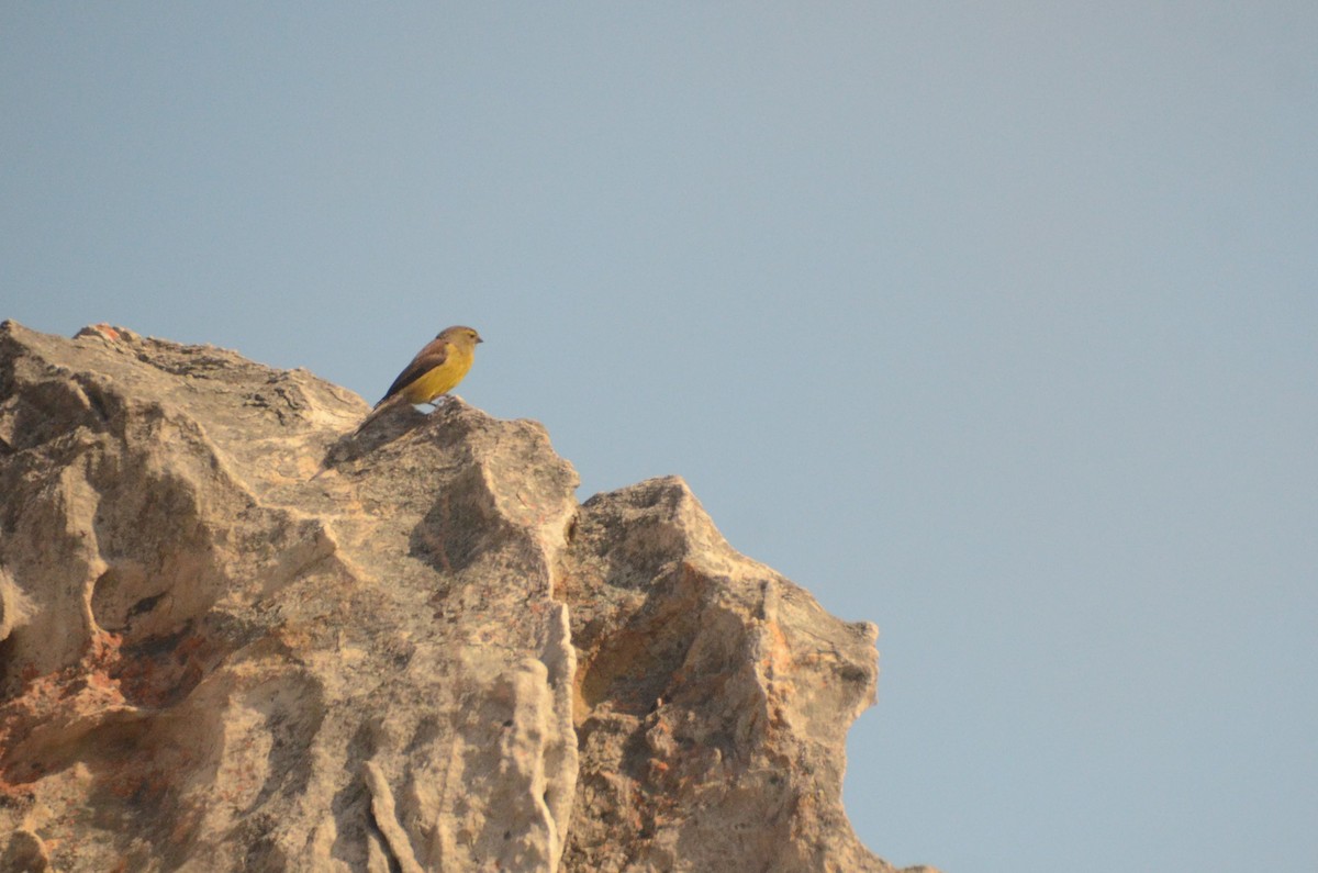 Cape Siskin - ML641910519