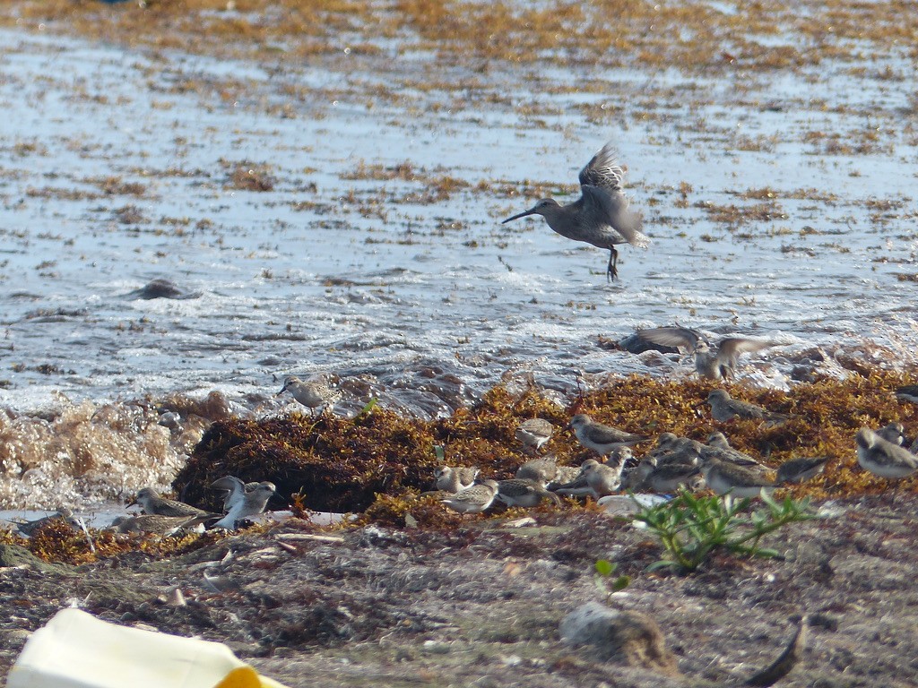 Short-billed Dowitcher - ML641910527