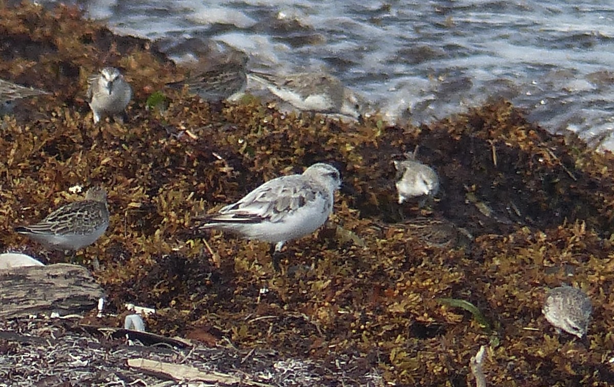 Sanderling - ML641910531