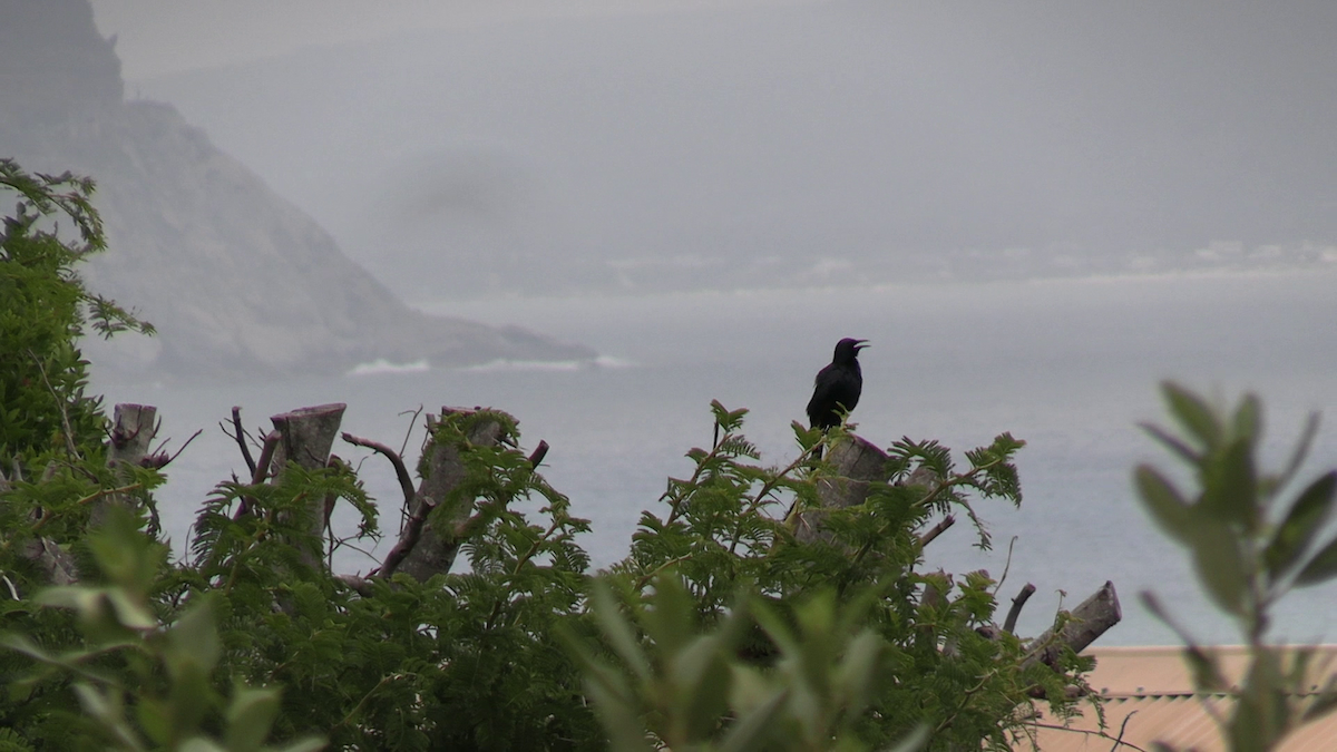 Red-winged Starling - ML641910537