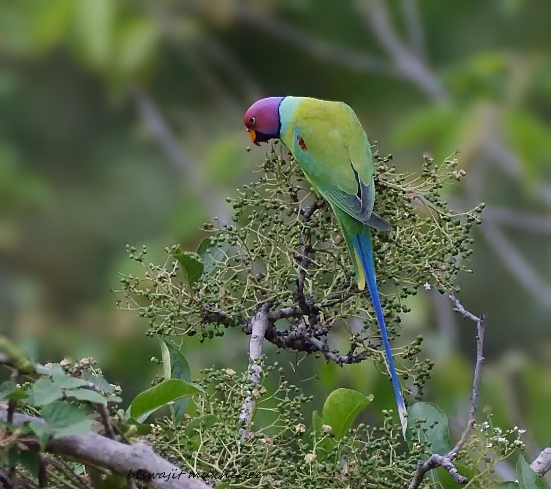 Plum-headed Parakeet - ML641910540