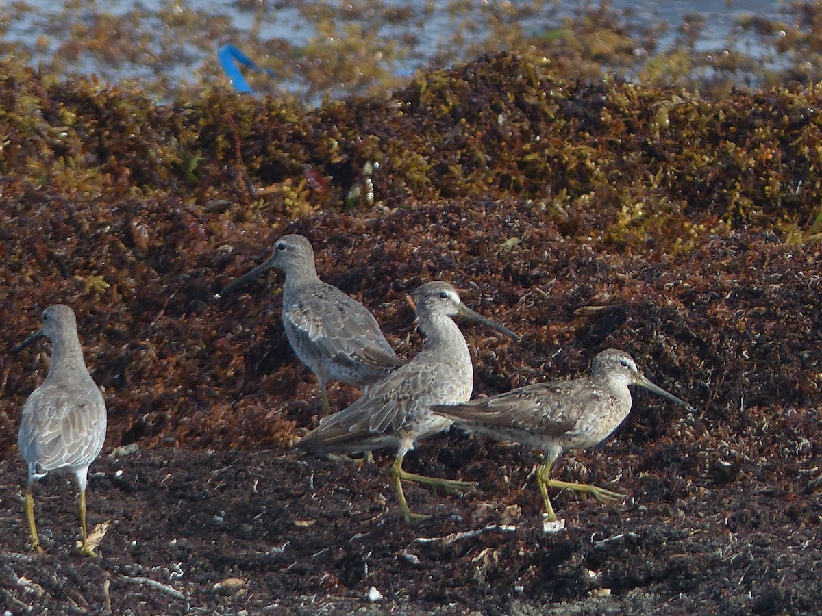 Short-billed Dowitcher - ML641910554
