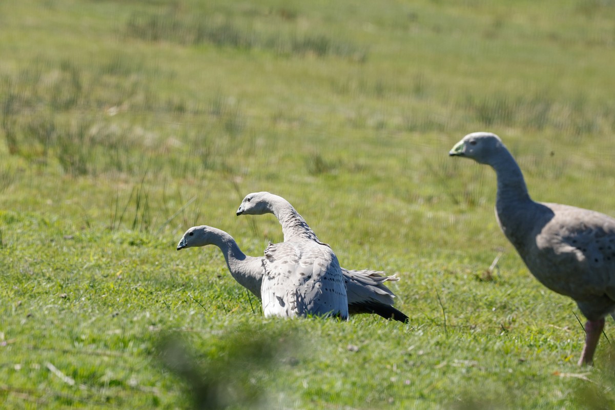 Cape Barren Goose - ML641910571