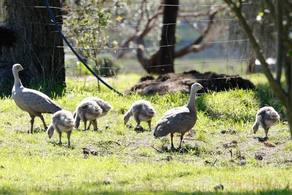 Cape Barren Goose - ML641910572