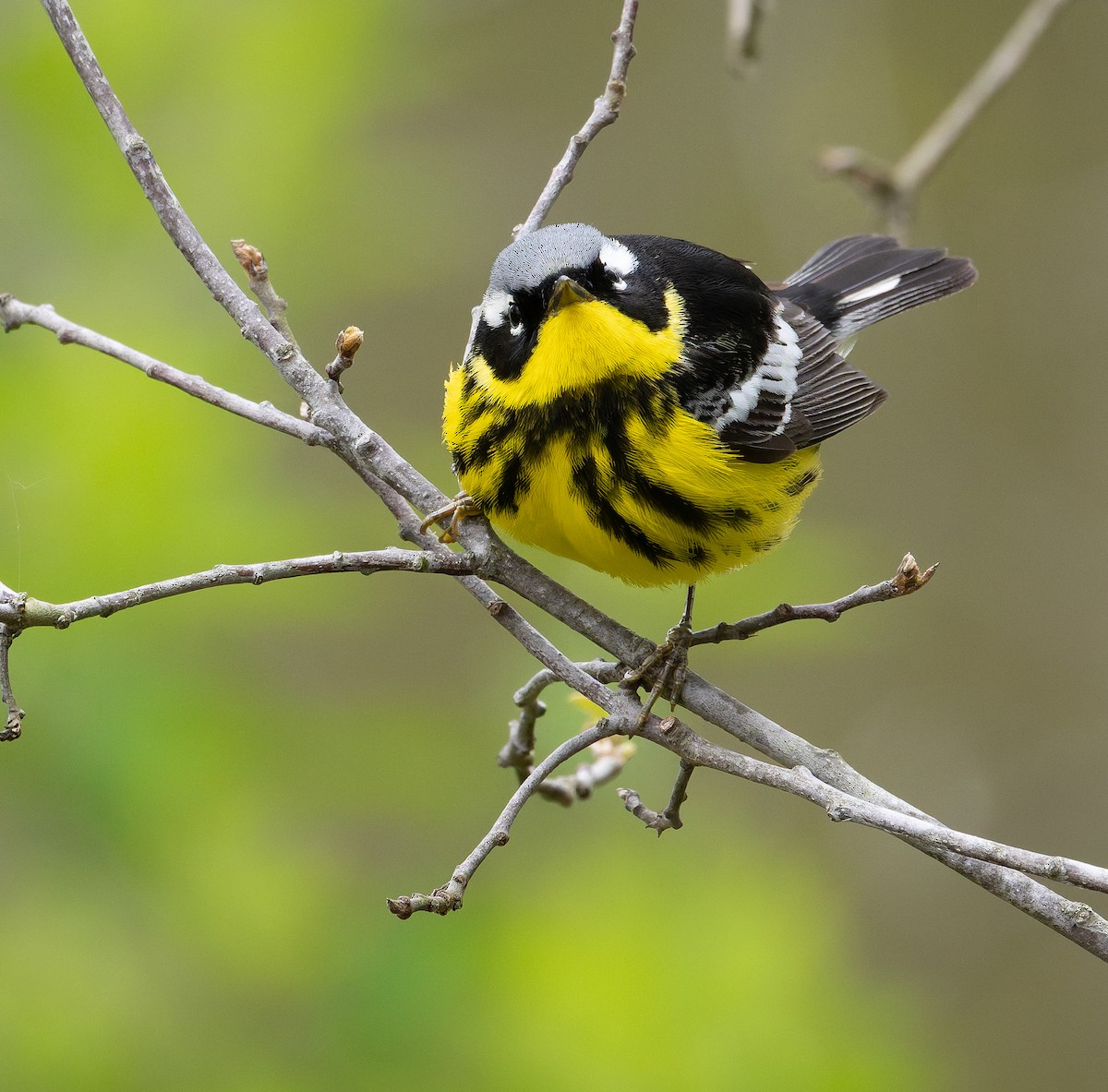 Magnolia Warbler - ML641910574