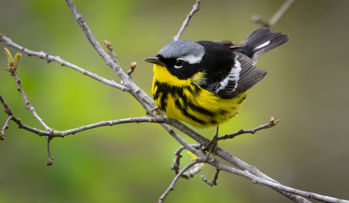 Magnolia Warbler - ML641910575