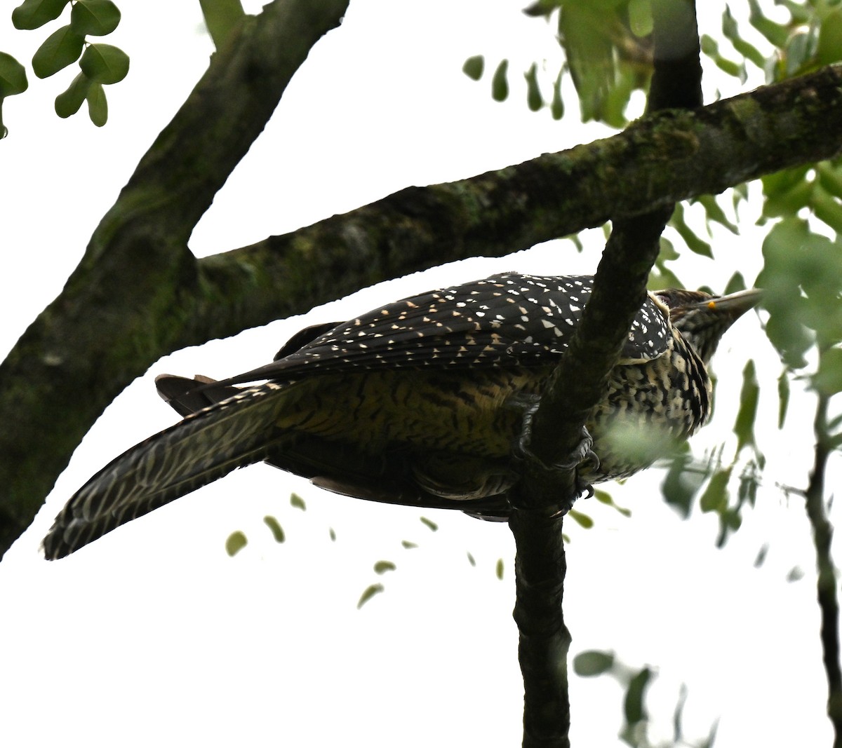 Asian Koel - ML641910578