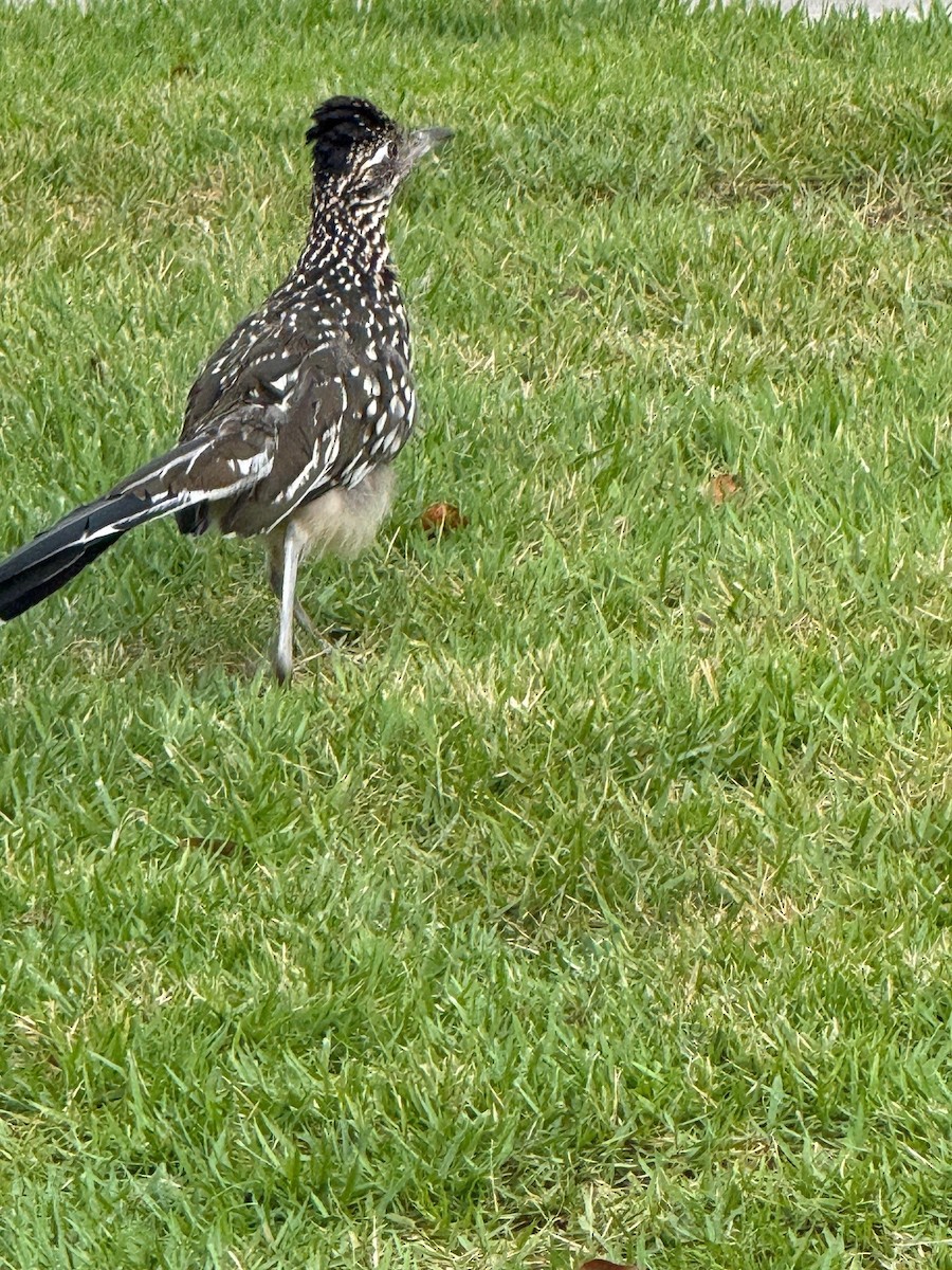 Greater Roadrunner - ML641910585