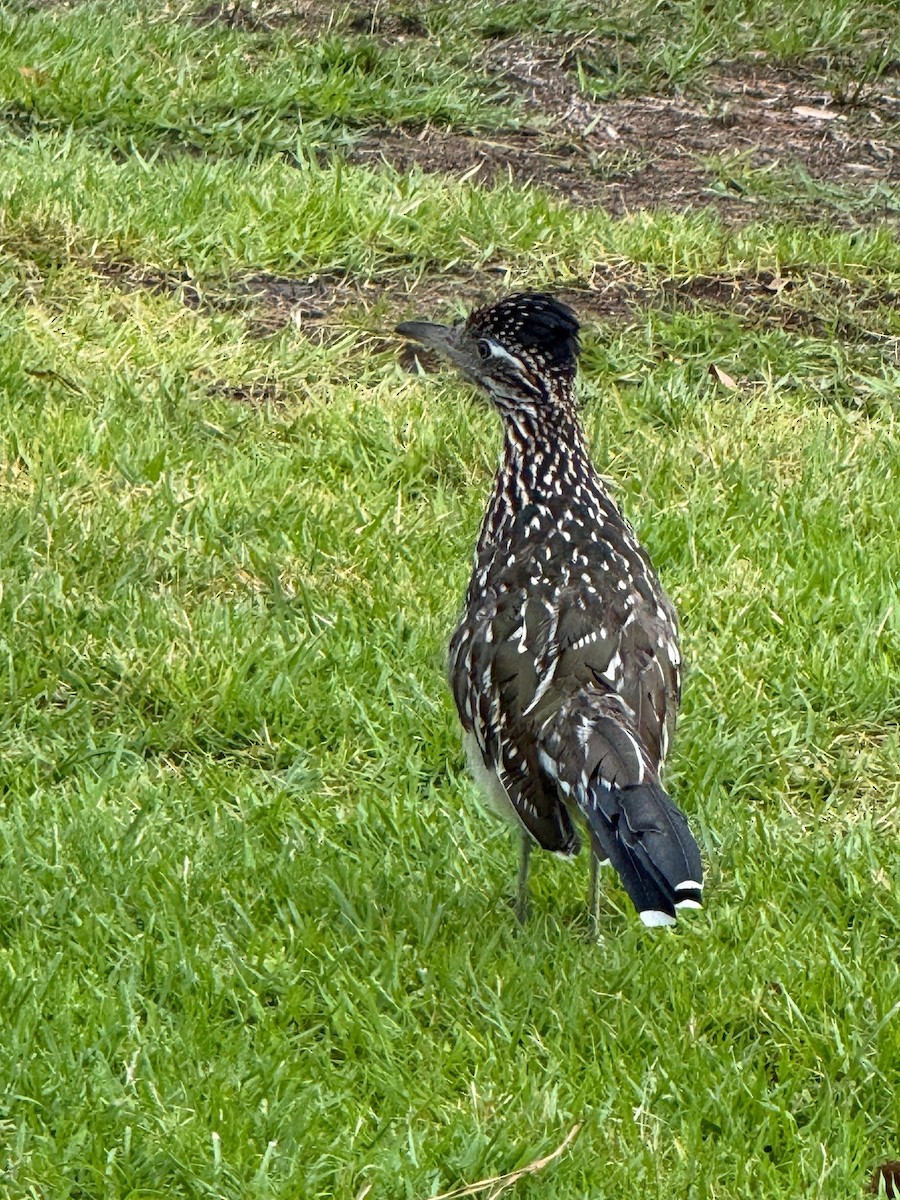 Greater Roadrunner - ML641910587