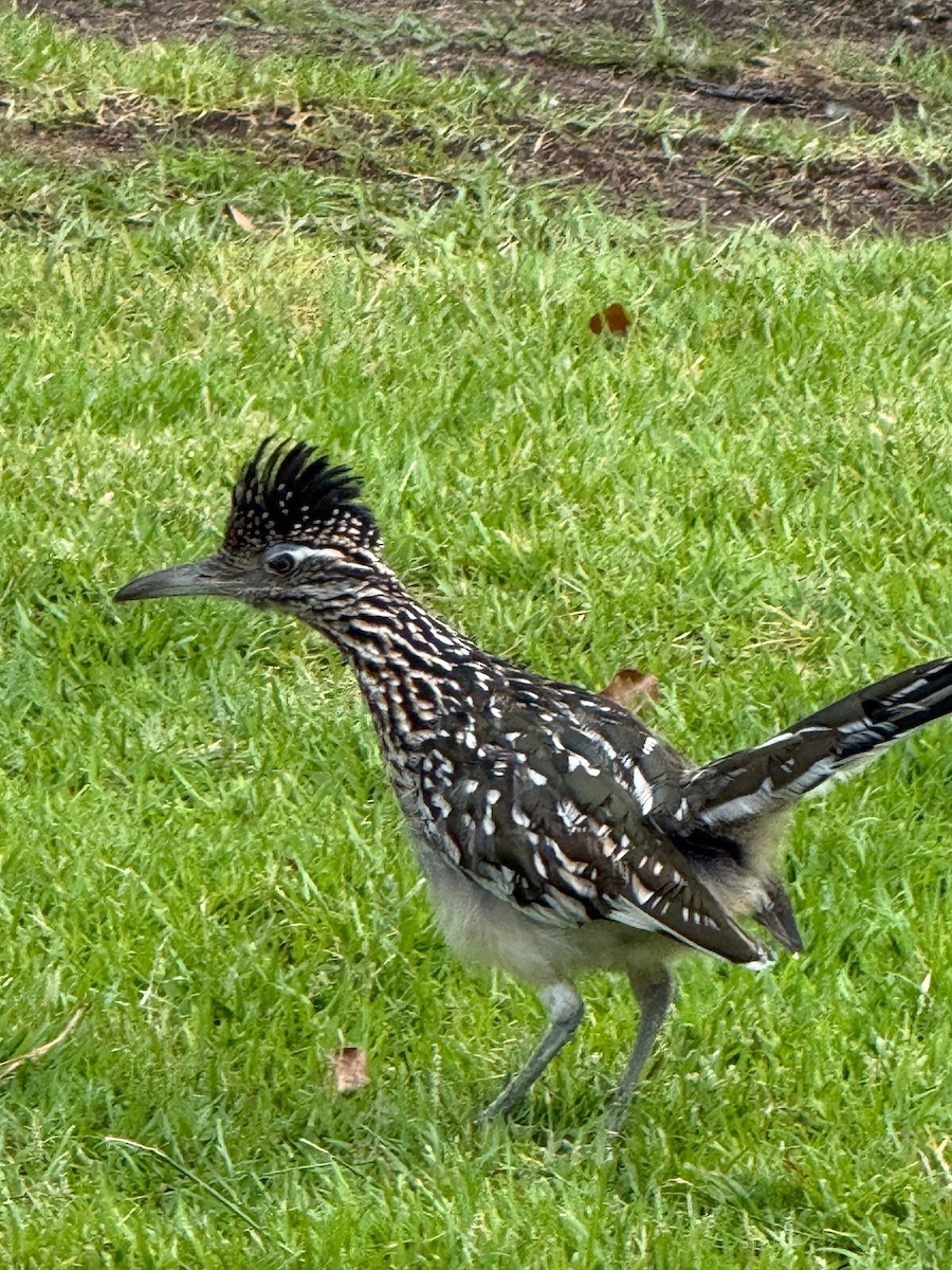 Greater Roadrunner - ML641910588
