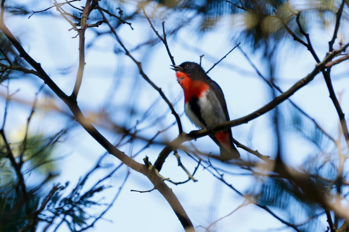 Mistletoebird - ML641910610