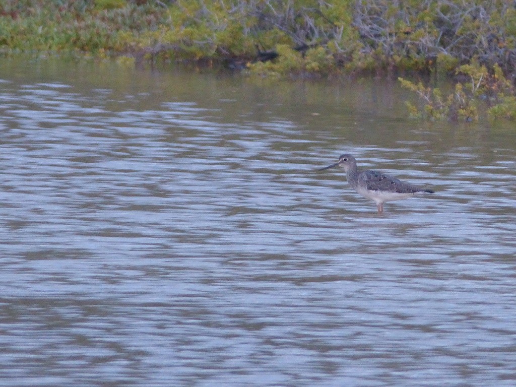 Lesser Yellowlegs - ML641910611