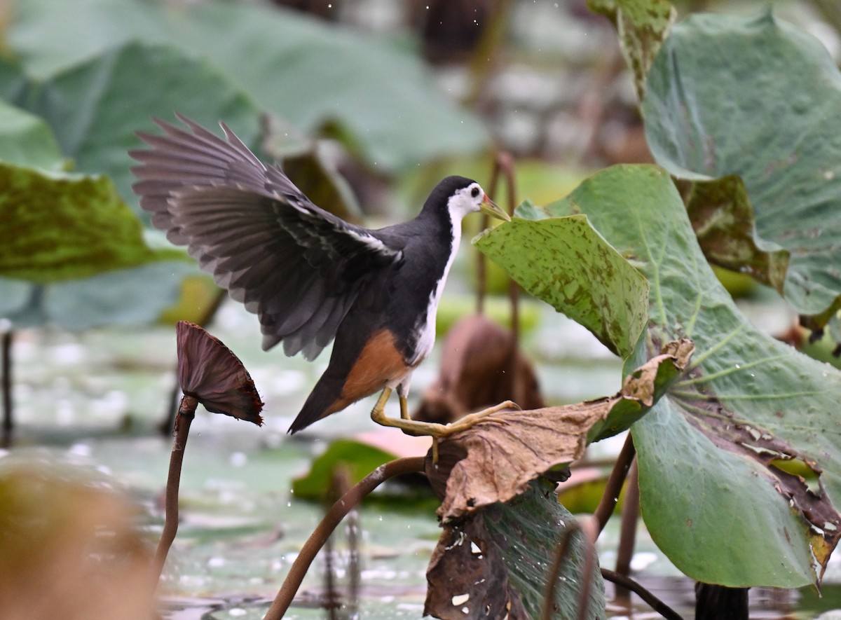 White-breasted Waterhen - ML641910614