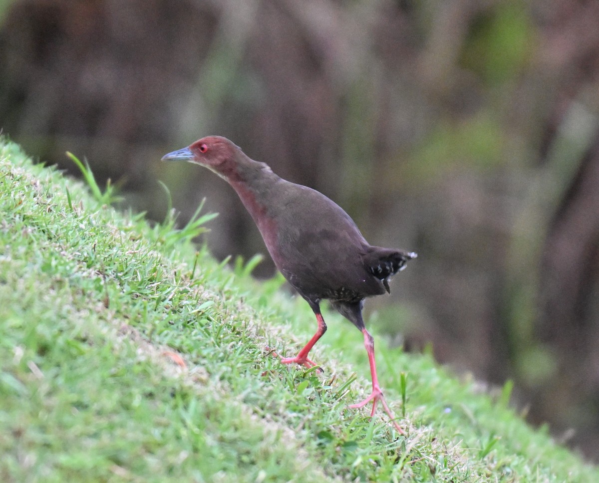 Ruddy-breasted Crake - ML641910618