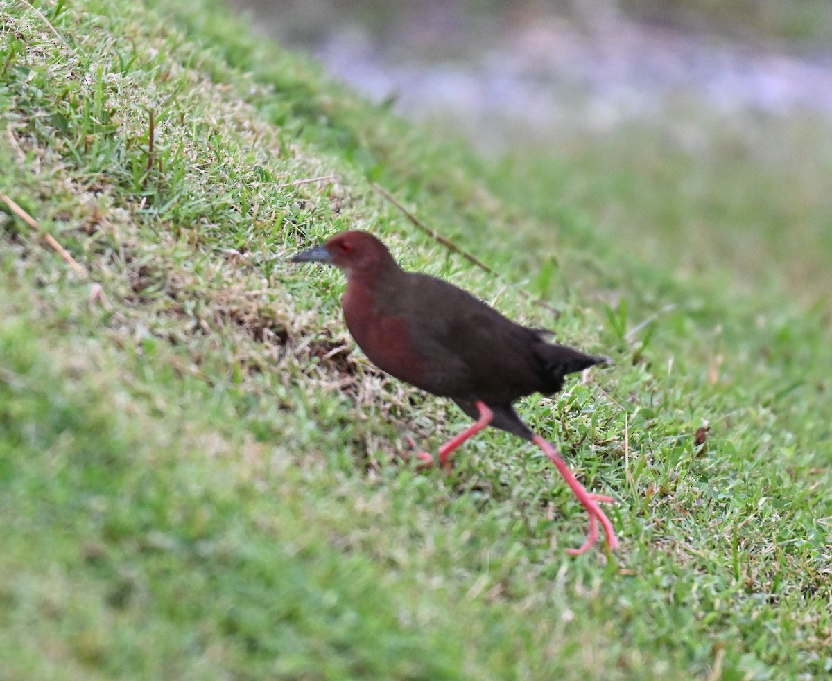 Ruddy-breasted Crake - ML641910619