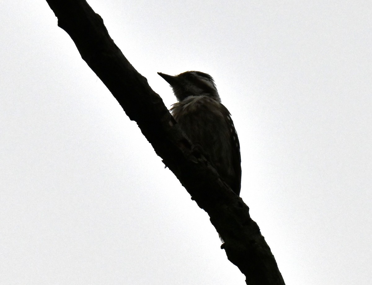 Sunda Pygmy Woodpecker - ML641910623