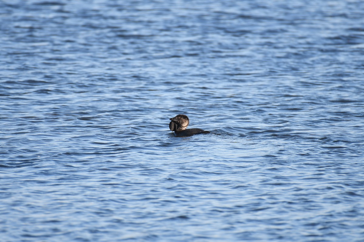 Musk Duck - ML641910628