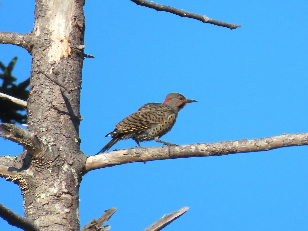 Northern Flicker - ML641910639