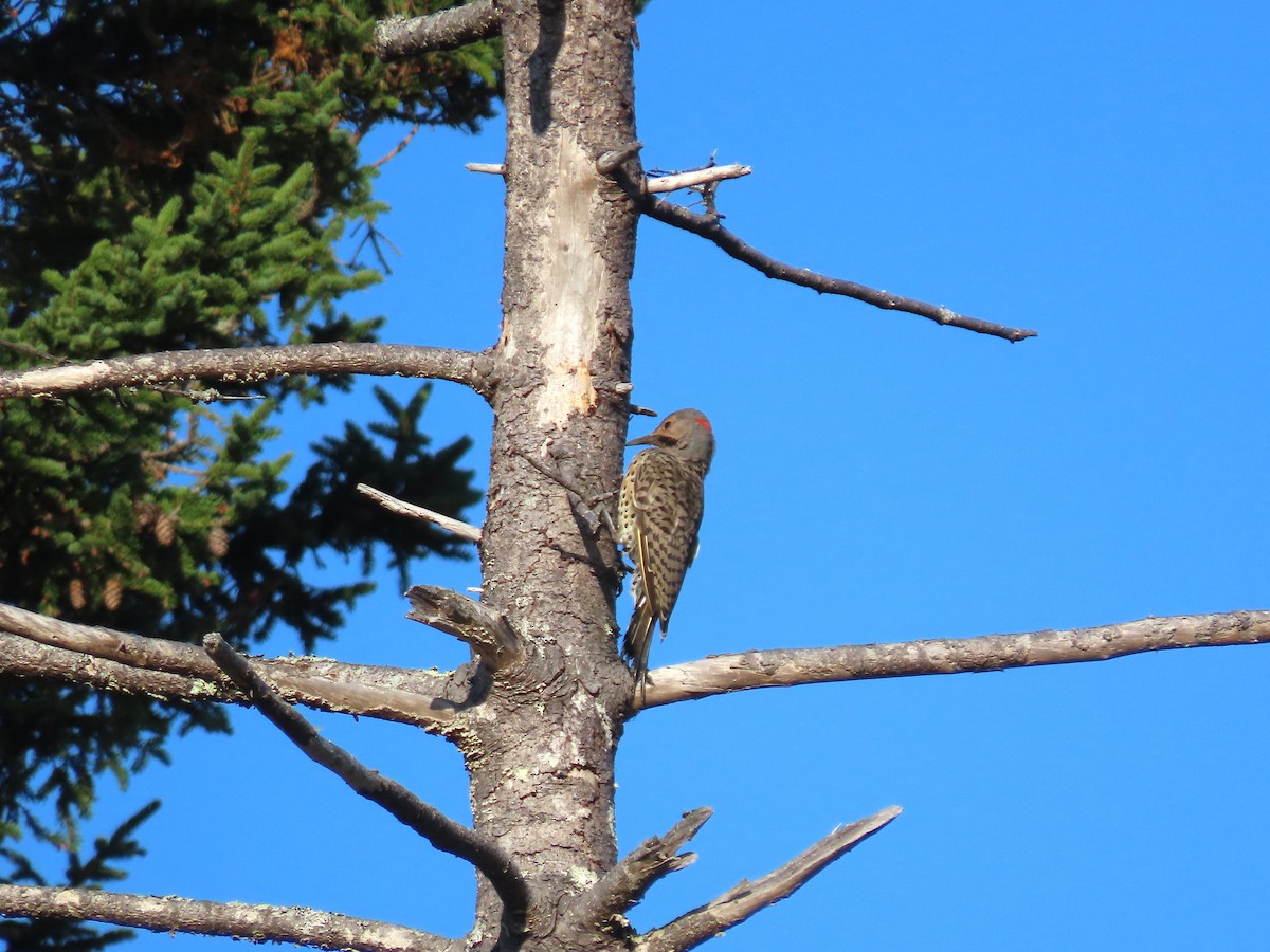 Northern Flicker - ML641910640