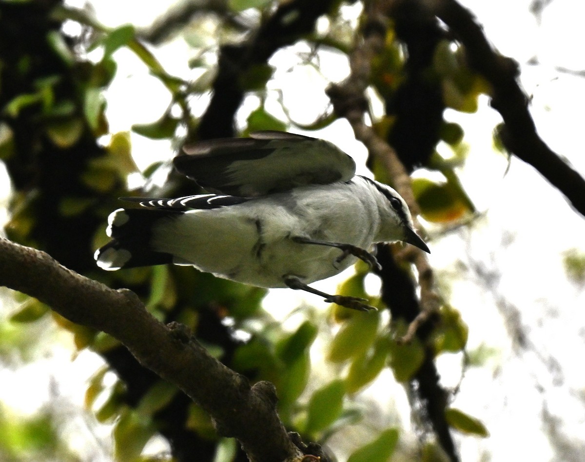 Pied Triller - ML641910641