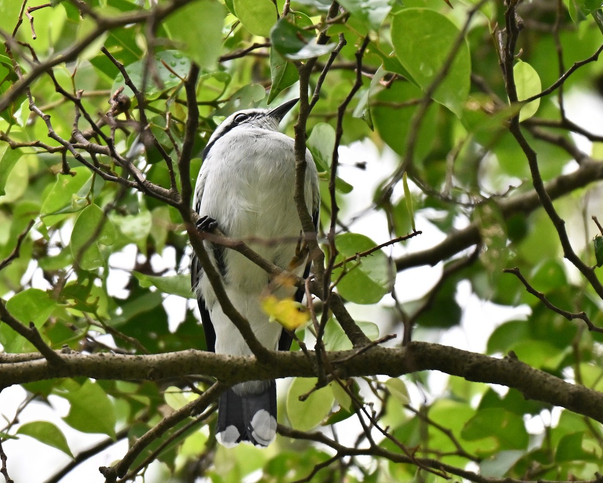 Pied Triller - ML641910642