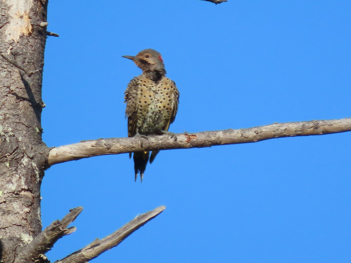 Northern Flicker - ML641910643