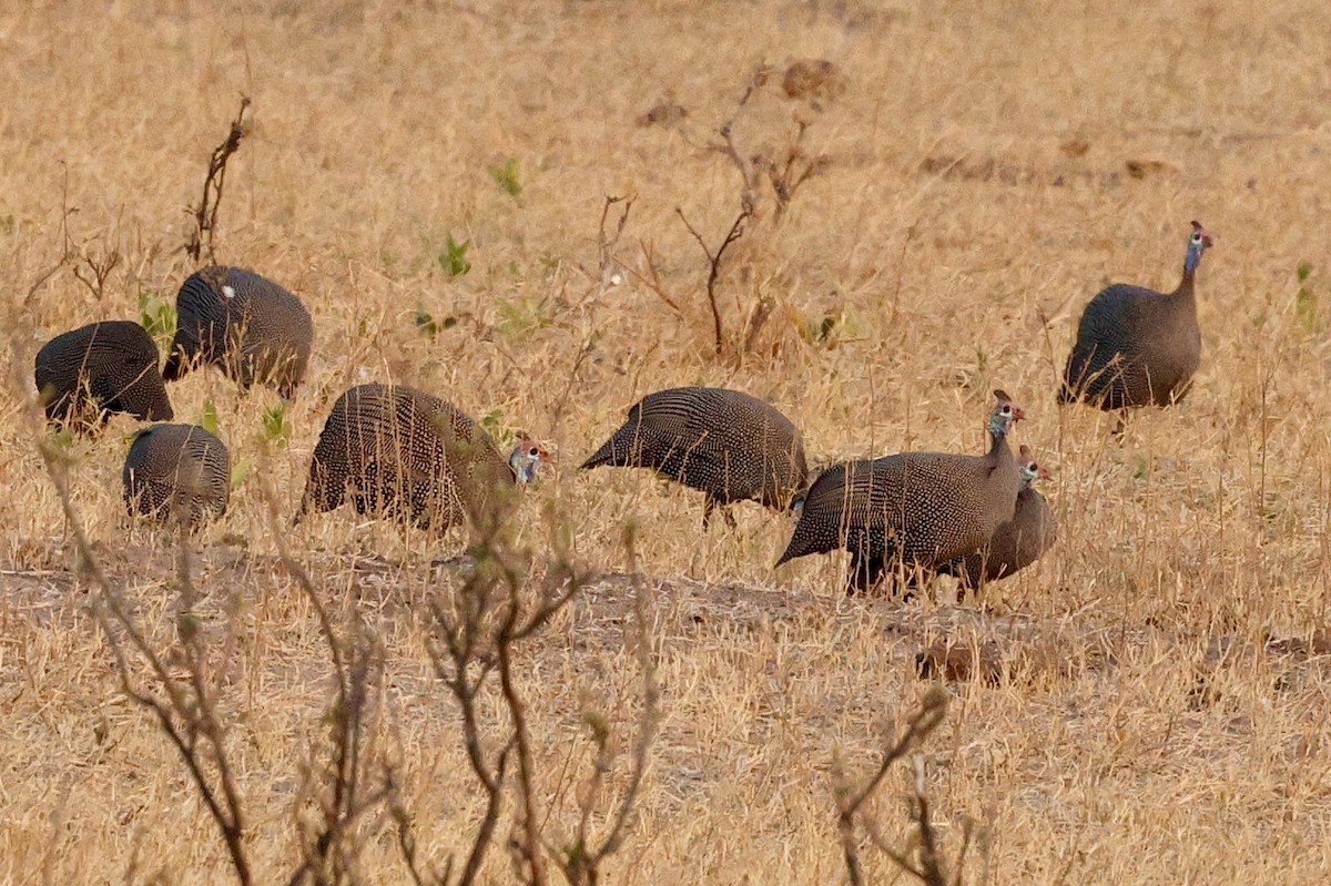 Helmeted Guineafowl - ML641910646