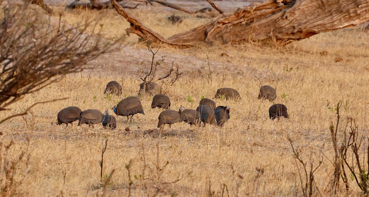 Helmeted Guineafowl - ML641910647