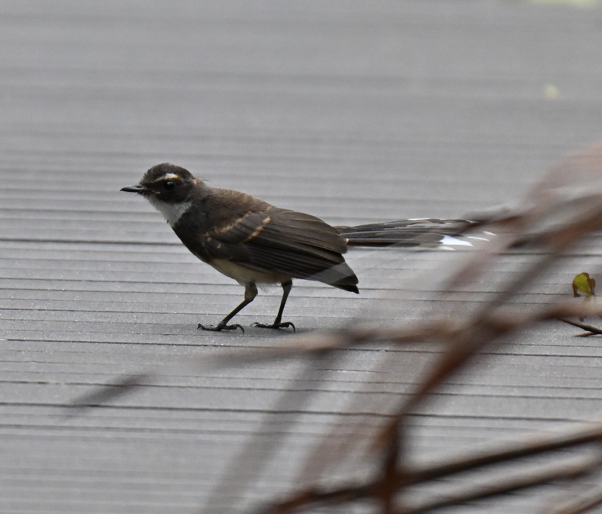 Malaysian Pied-Fantail - ML641910648