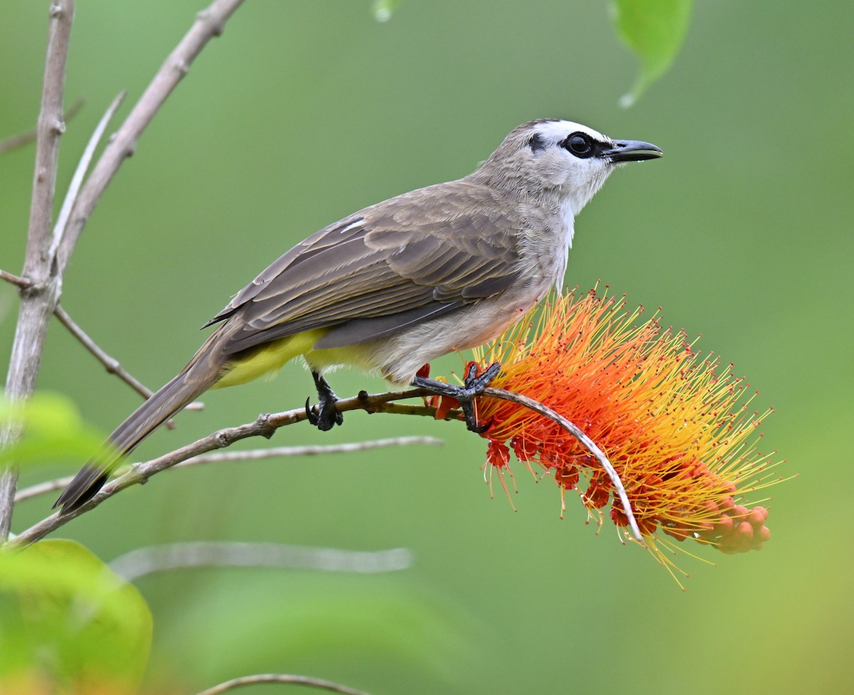 Yellow-vented Bulbul - ML641910652