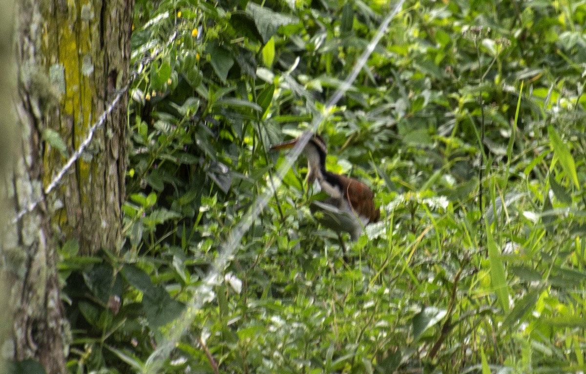 Wattled Jacana (Chestnut-backed) - ML641910669