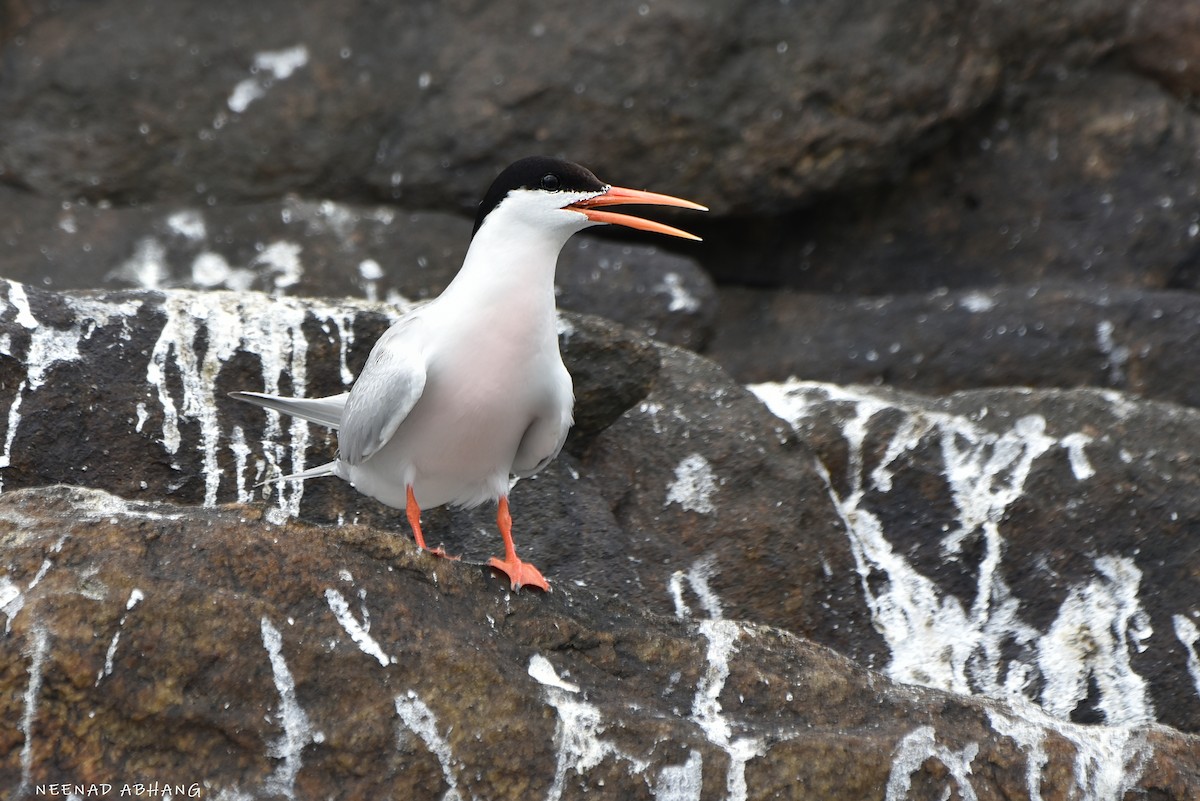 Roseate Tern - ML641910672
