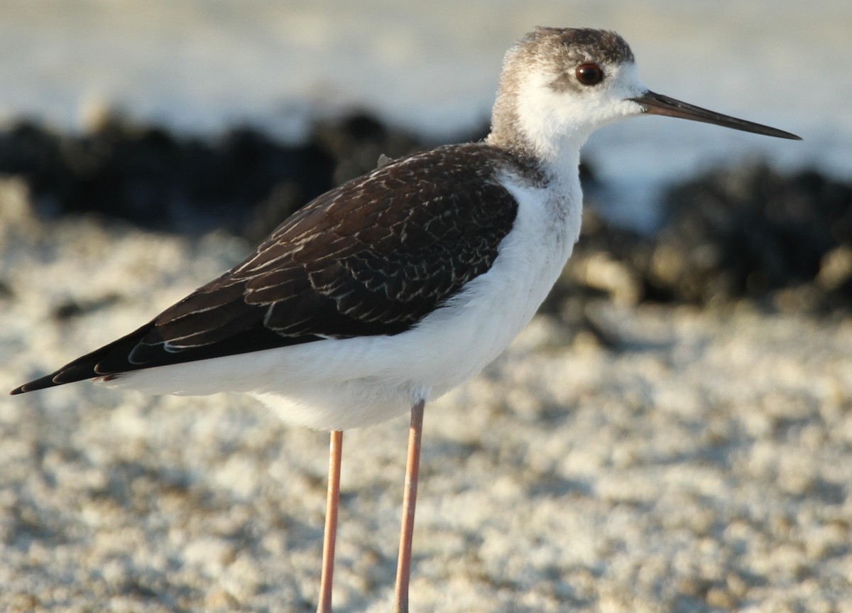 Black-winged Stilt - ML641910678