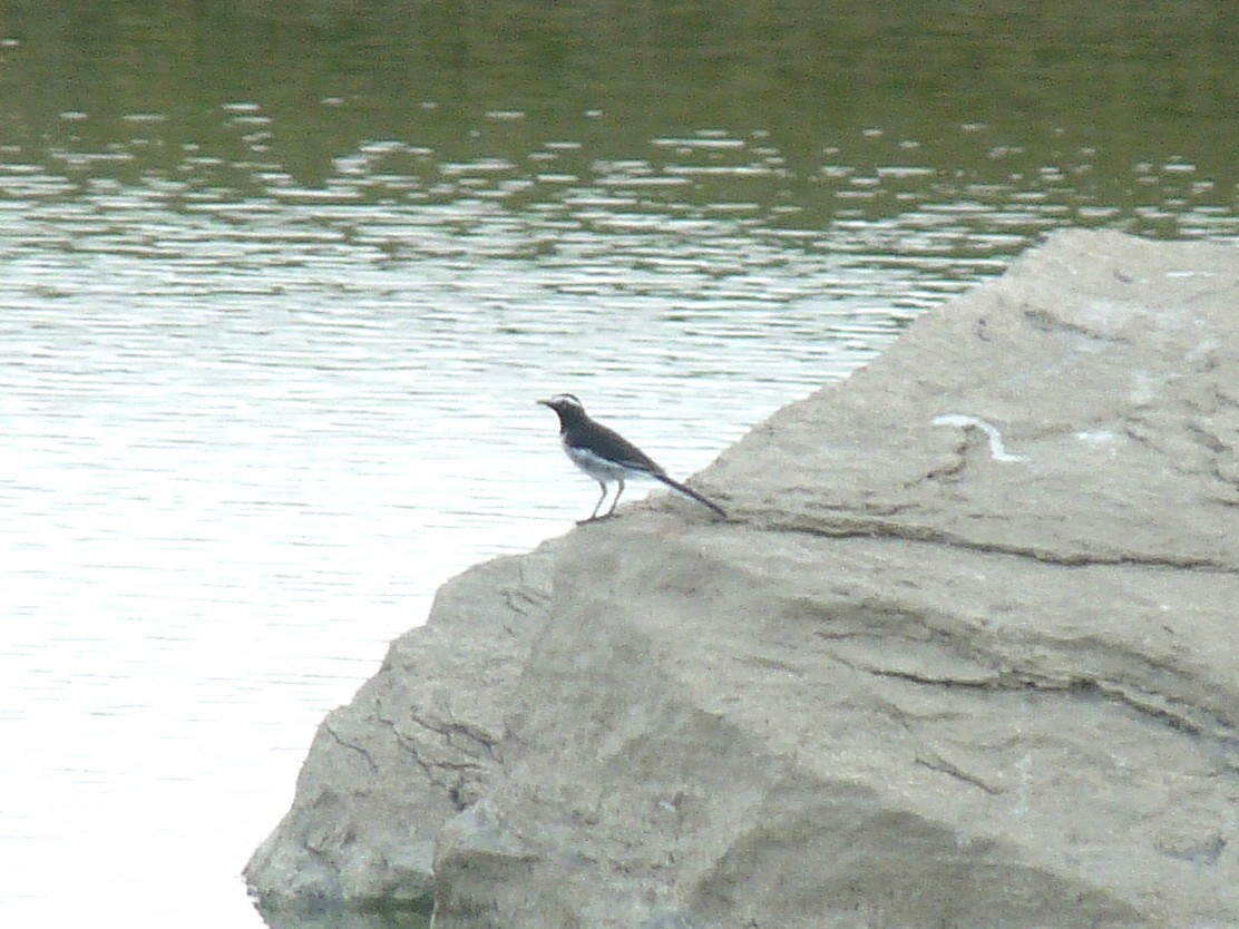 White-browed Wagtail - ML641910687