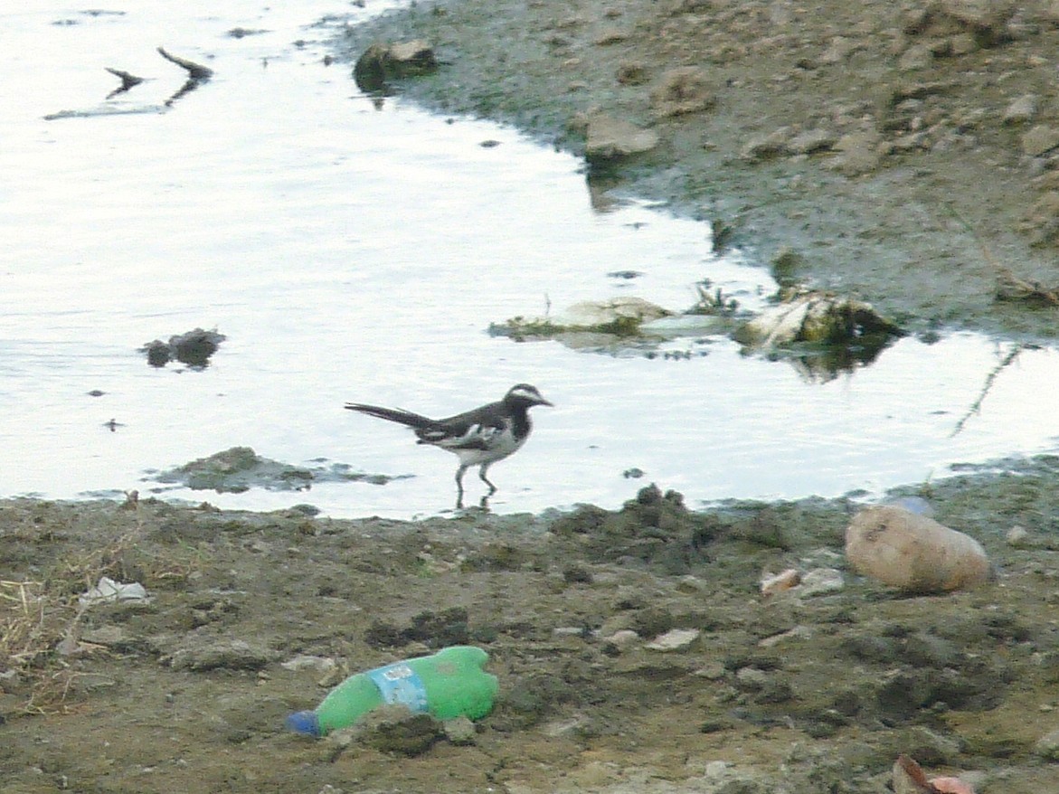White-browed Wagtail - ML641910689