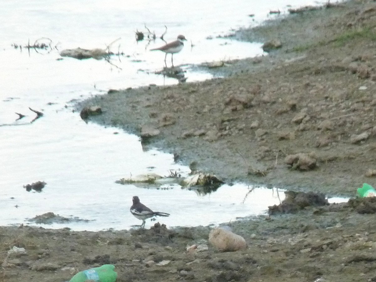 White-browed Wagtail - ML641910690