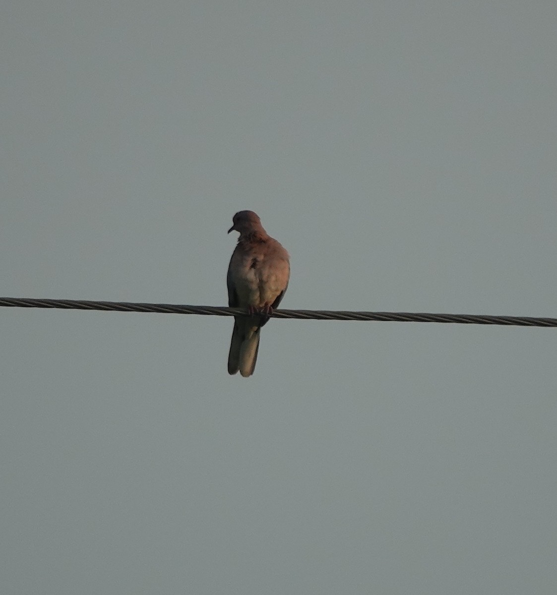 Tórtola Senegalesa - ML641910693