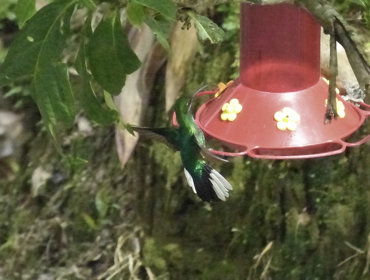 Weißschwanz-Degenflügel - ML641910729