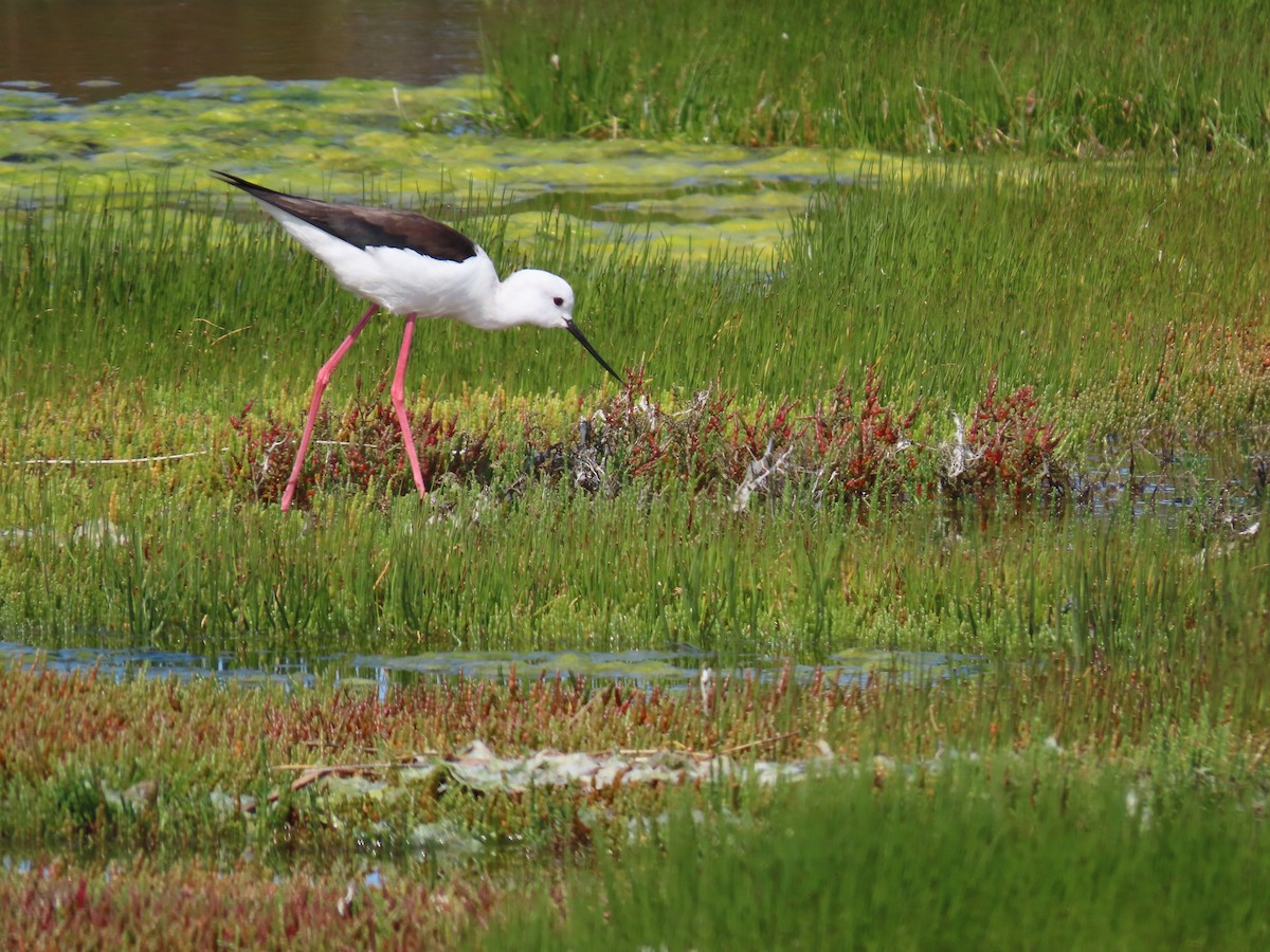 Black-winged Stilt - ML641910748