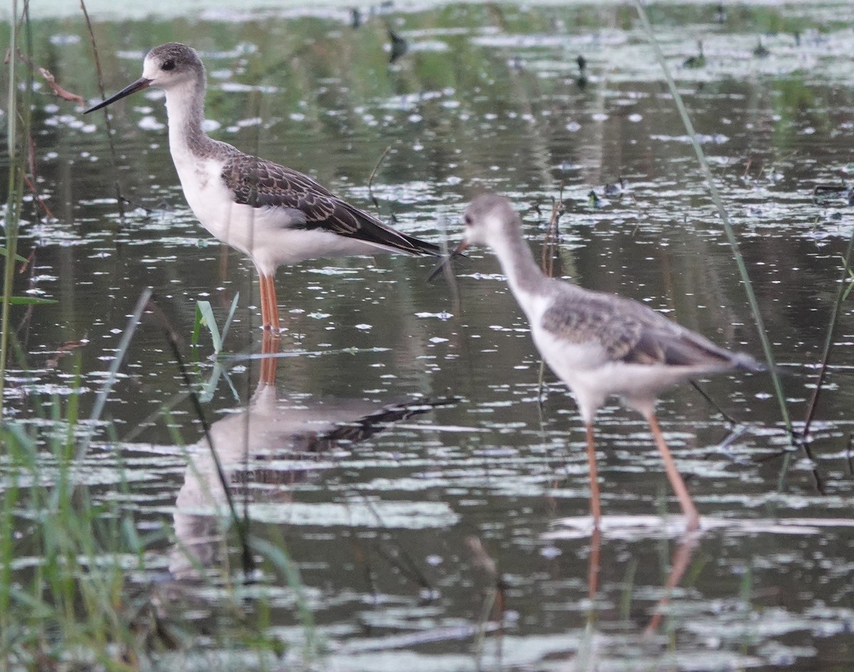 Black-winged Stilt - ML641910751