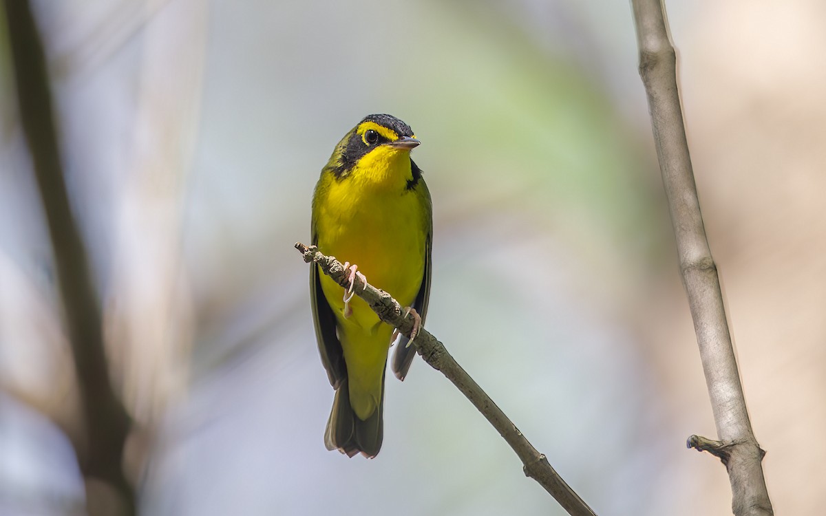 Kentucky Warbler - ML641910760