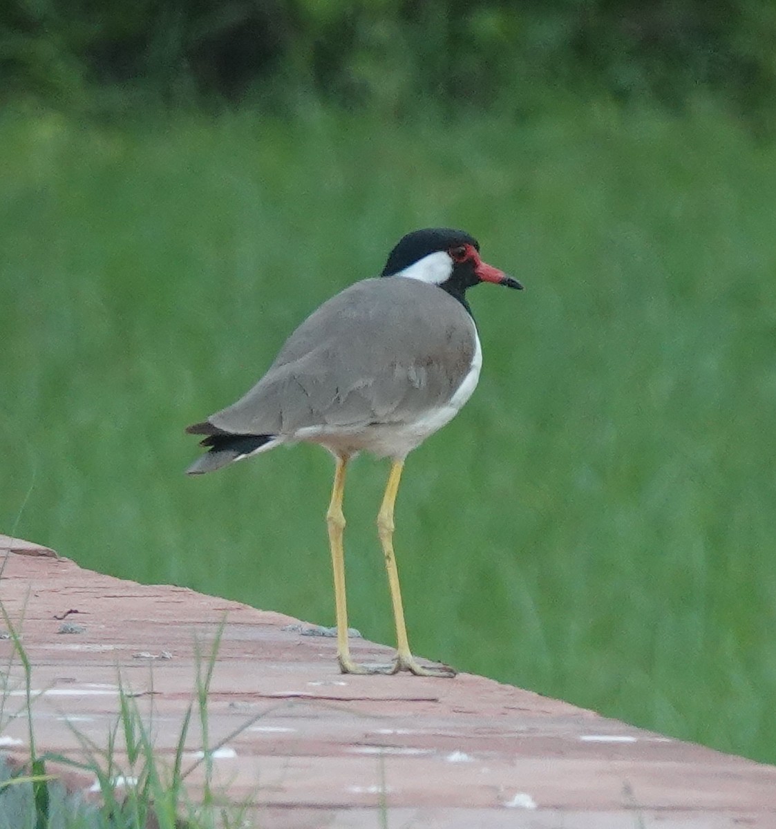Red-wattled Lapwing - ML641910765