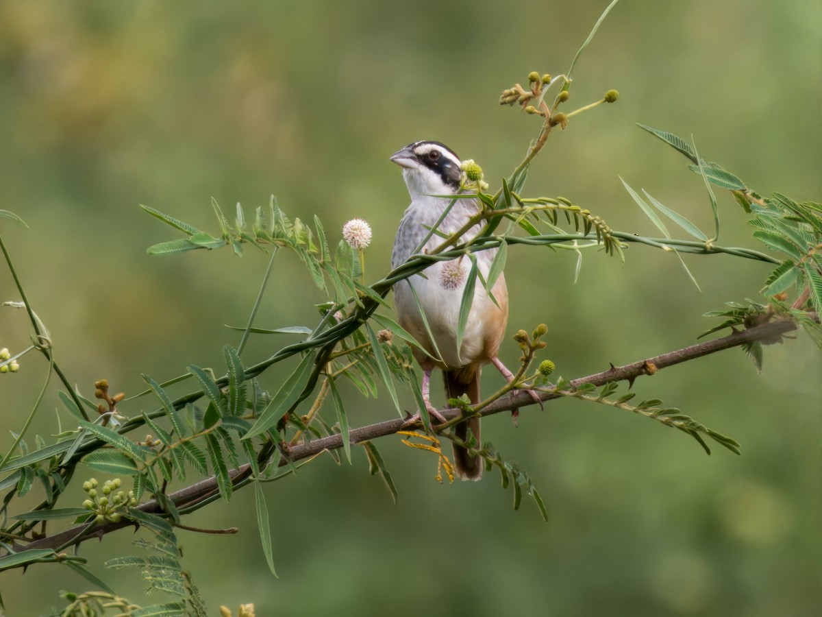 Stripe-headed Sparrow - ML641910771