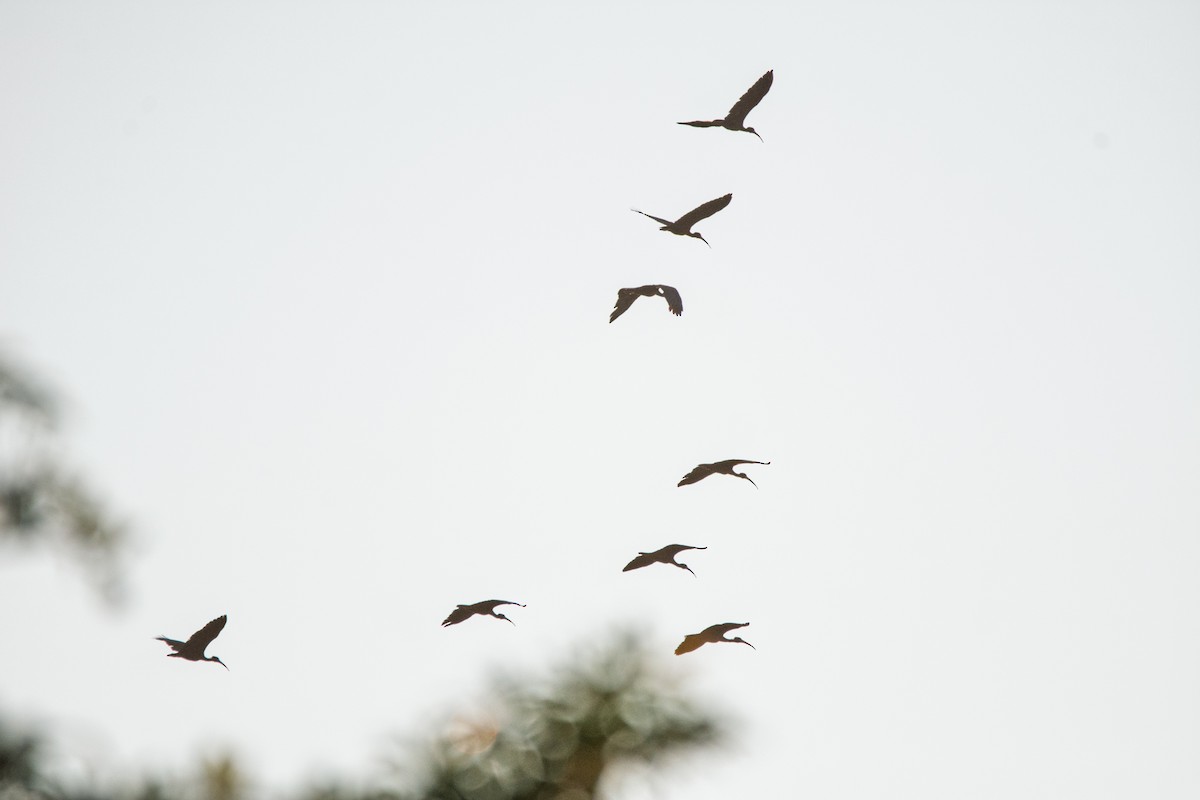 Bare-faced Ibis - ML641910773
