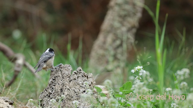 ヒガラ（ater グループ） - ML641910792