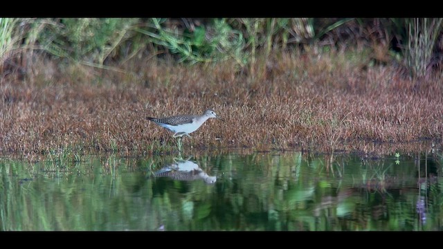 Solitary Sandpiper - ML641910816